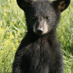 En ung amerikansk svartbjörn